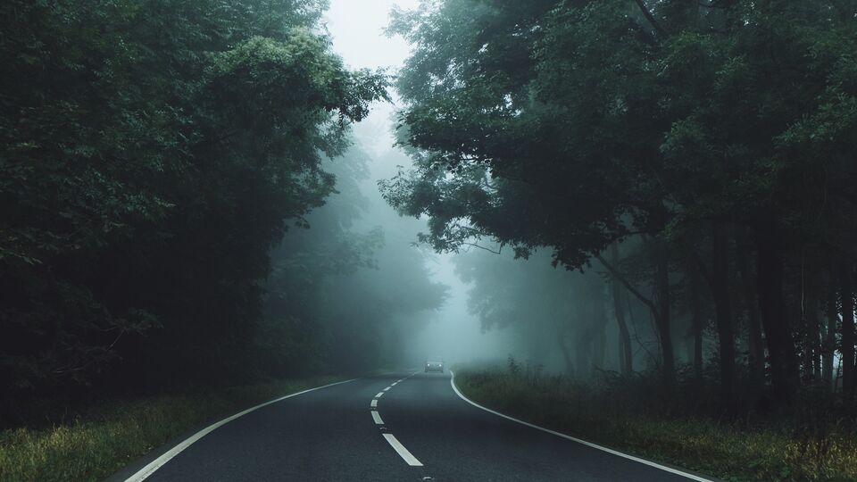 Car drives along foggy tree-lined road